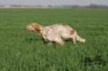 Setter Anglais VIK DU MAS D'EYRAUD Setter Anglais VIK DU MAS D'EYRAUD